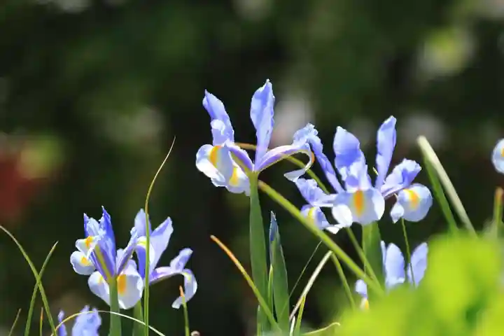 豊景神社の庭園