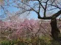 勝持寺（花の寺）の自然