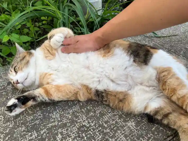 秩父札所十三番 慈眼寺(埼玉県)