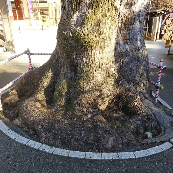 湯島天満宮の自然