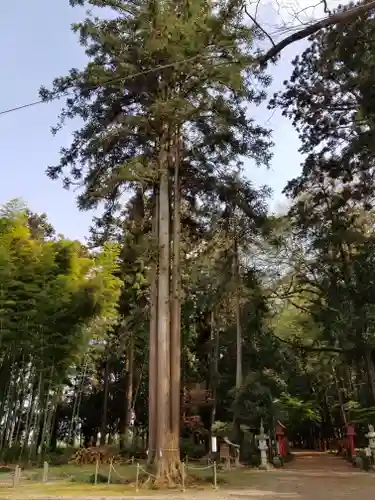 大神神社の自然