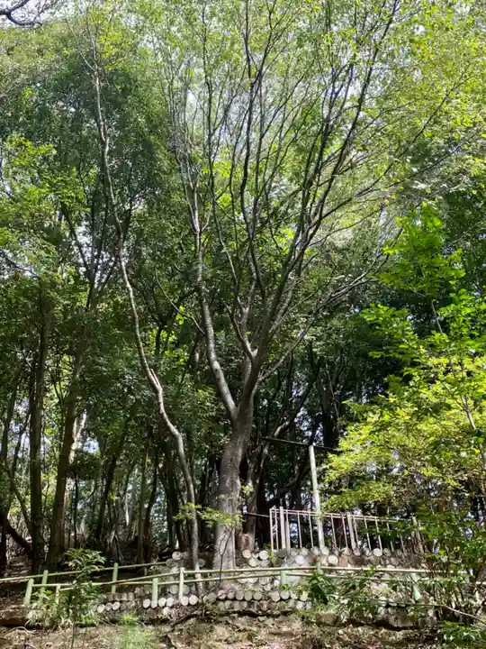 九頭竜大社(京都府)