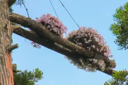 瑞巌寺の自然