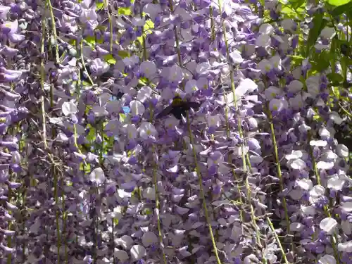 玉敷神社の自然
