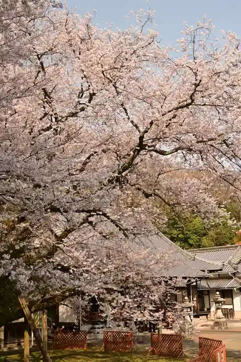 掌禅寺(愛媛県)