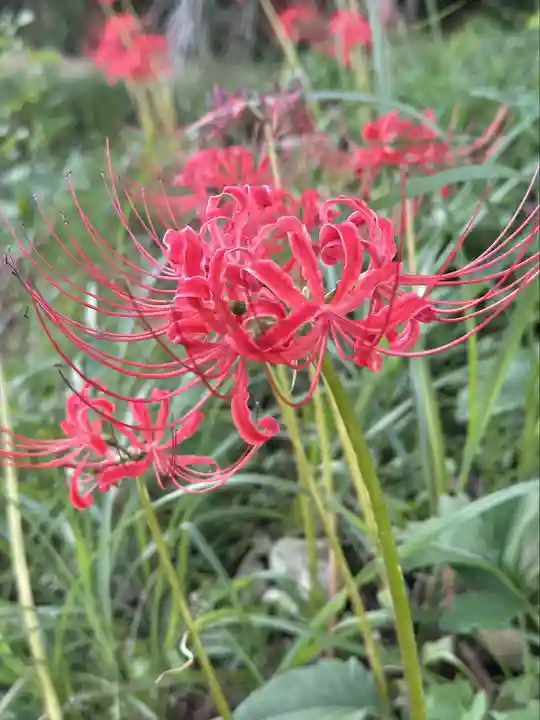 坪沼八幡神社の自然