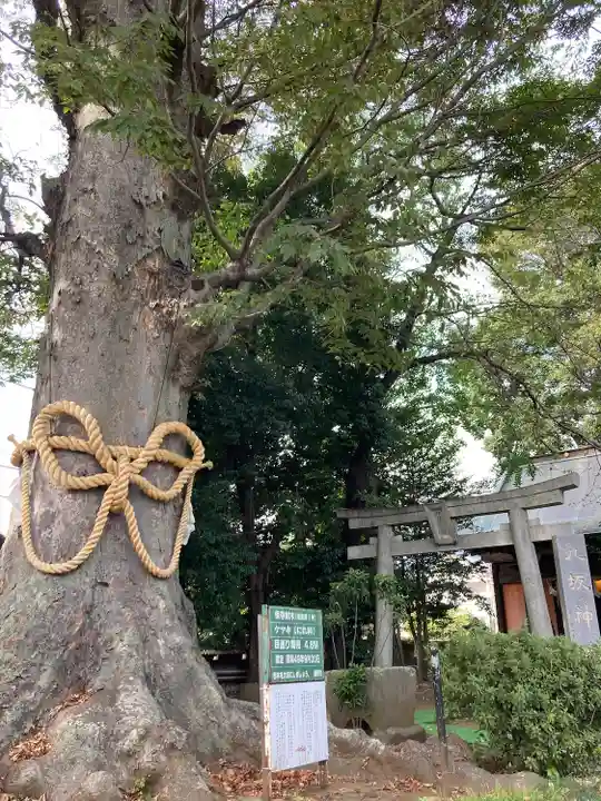 出雲大社相模分祠(神奈川県)