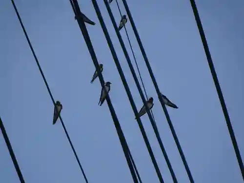 櫻井子安神社の動物