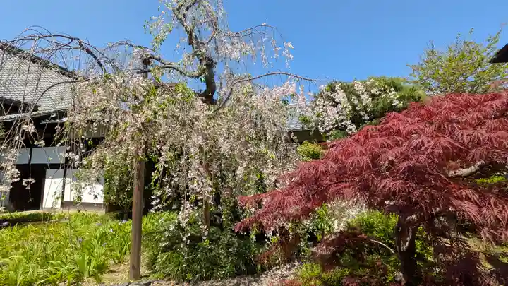 得浄明院(善光寺別院)(京都府)