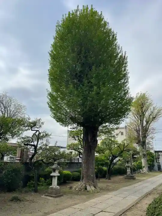 本宿天神社の{uncategorized: "未分類", other: "その他", undefined: "問題あり", building: "その他建物", grave: "お墓", sacred_gate: "鳥居", guardian: "狛犬", statue: "像", buddha: "仏像", history: "歴史", nature: "自然", garden: "庭園", animal: "動物", pagoda: "塔", temizu: "手水舎", mountain_gate: "山門・神門", sanctuary: "本殿・本堂", subordinate: "末社・摂社", art: "芸術", scenery: "景色", jizo: "地蔵", ema: "絵馬", goshuin: "御朱印", omikuji: "おみくじ", items: "授与品その他", amulet: "お守り", goshuincho: "御朱印帳", eats: "食事", festival: "お祭り", votive_dance: "神楽", shichigosan: "七五三参", wedding: "結婚式", experience: "体験その他", initially: "初詣", around: "周辺", anti_infection: "感染症対策"}