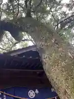 青井阿蘇神社(熊本県)