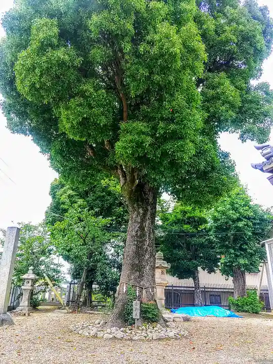 八幡神社の自然