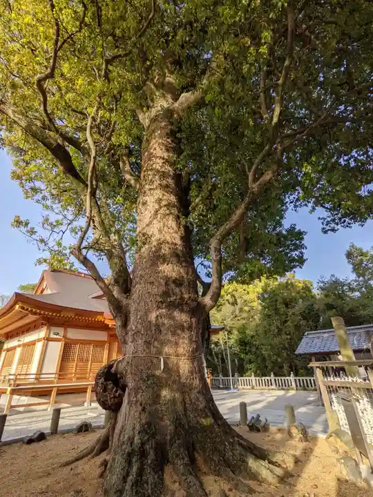 池戸八幡神社の自然