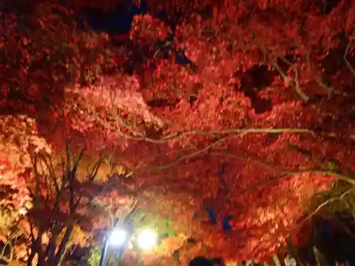 大山寺(神奈川県)