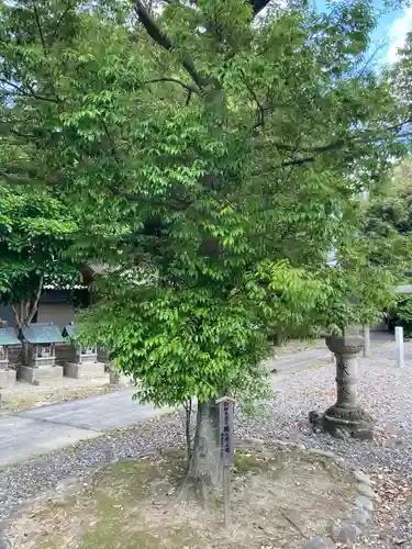 春日神社の自然