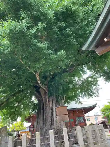 飛騨国分寺の自然