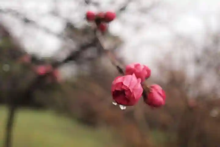 武田八幡宮(山梨県)