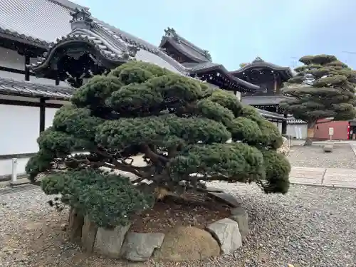 大谷本廟の自然