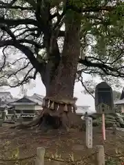 白峰宮の自然