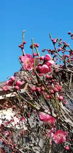 武蔵第六天神社の自然
