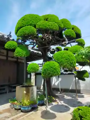 西教寺(大阪府)
