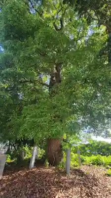 三島神社(愛媛県)