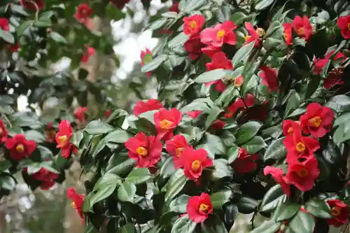 阿久津「田村神社」（郡山市阿久津町）旧社名：伊豆箱根三嶋三社の自然
