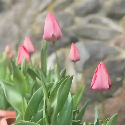高司神社〜むすびの神の鎮まる社〜の自然