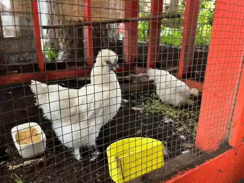 田無神社の動物
