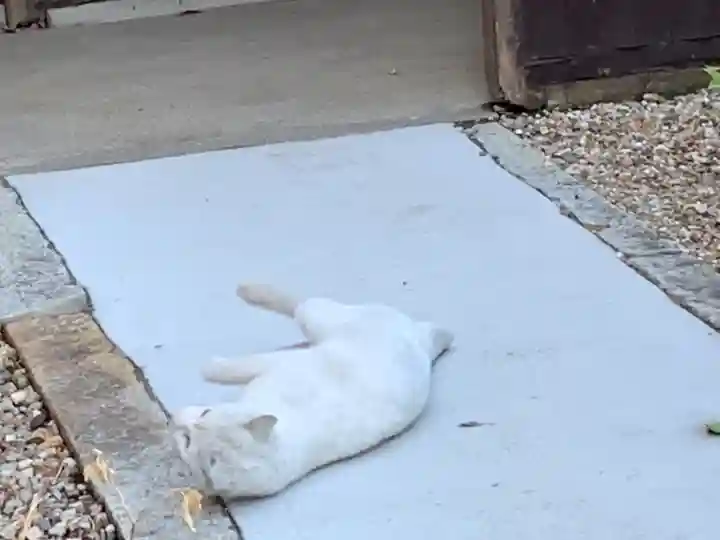 三輪神社の動物