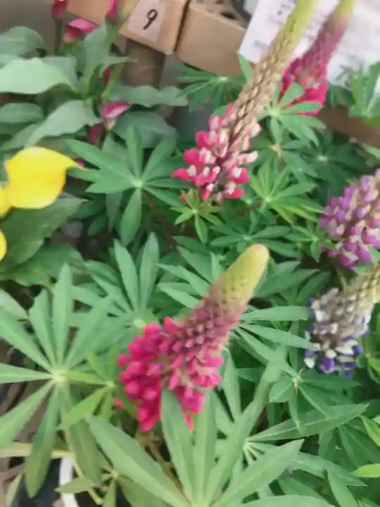 二柱神社の自然