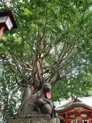 永福稲荷神社の狛犬