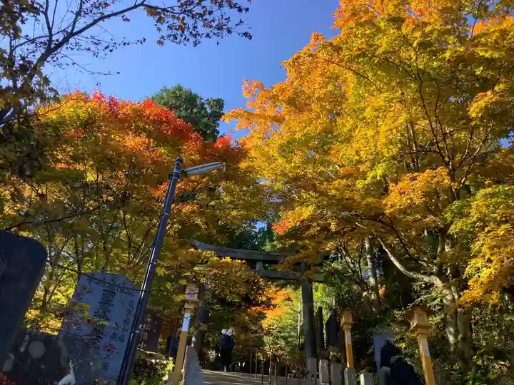 武蔵御嶽神社の自然