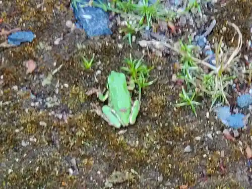 高座神社の動物