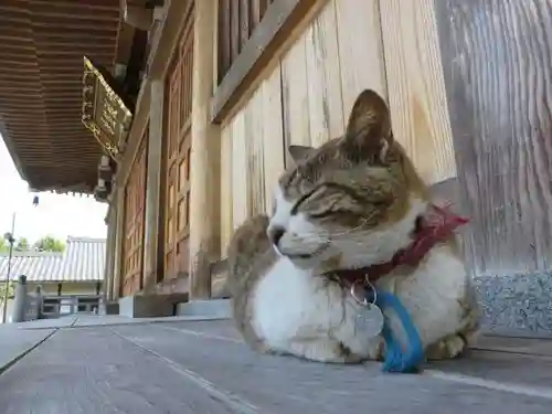 御誕生寺（猫寺）(福井県)