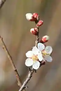 国宝 大法寺の自然(2022年03月19日(土) 16時21分26秒投稿)