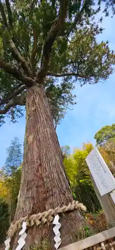 松澤 熊野神社の{uncategorized: "未分類", other: "その他", undefined: "問題あり", building: "その他建物", grave: "お墓", sacred_gate: "鳥居", guardian: "狛犬", statue: "像", buddha: "仏像", history: "歴史", nature: "自然", garden: "庭園", animal: "動物", pagoda: "塔", temizu: "手水舎", mountain_gate: "山門・神門", sanctuary: "本殿・本堂", subordinate: "末社・摂社", art: "芸術", scenery: "景色", jizo: "地蔵", ema: "絵馬", goshuin: "御朱印", omikuji: "おみくじ", items: "授与品その他", amulet: "お守り", goshuincho: "御朱印帳", eats: "食事", festival: "お祭り", votive_dance: "神楽", shichigosan: "七五三参", wedding: "結婚式", experience: "体験その他", initially: "初詣", around: "周辺", anti_infection: "感染症対策"}