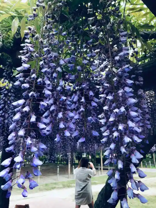 津島神社の自然