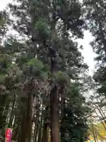 大宮温泉神社(栃木県)