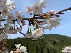 朝倉神社の自然