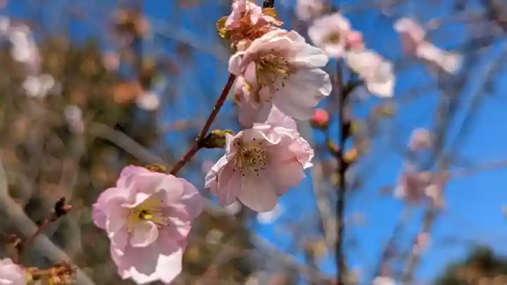 勧修寺(京都府)