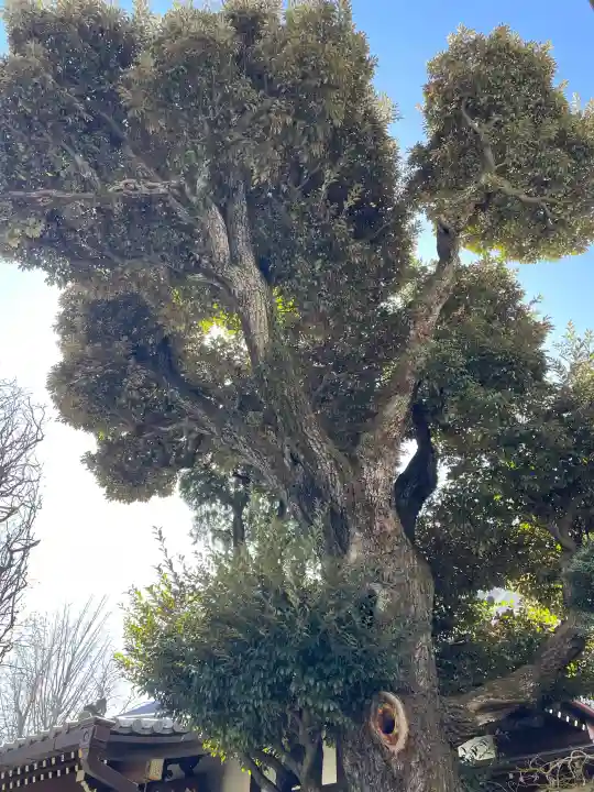 西教寺の{uncategorized: "未分類", other: "その他", undefined: "問題あり", building: "その他建物", grave: "お墓", sacred_gate: "鳥居", guardian: "狛犬", statue: "像", buddha: "仏像", history: "歴史", nature: "自然", garden: "庭園", animal: "動物", pagoda: "塔", temizu: "手水舎", mountain_gate: "山門・神門", sanctuary: "本殿・本堂", subordinate: "末社・摂社", art: "芸術", scenery: "景色", jizo: "地蔵", ema: "絵馬", goshuin: "御朱印", omikuji: "おみくじ", items: "授与品その他", amulet: "お守り", goshuincho: "御朱印帳", eats: "食事", festival: "お祭り", votive_dance: "神楽", shichigosan: "七五三参", wedding: "結婚式", experience: "体験その他", initially: "初詣", around: "周辺", anti_infection: "感染症対策"}