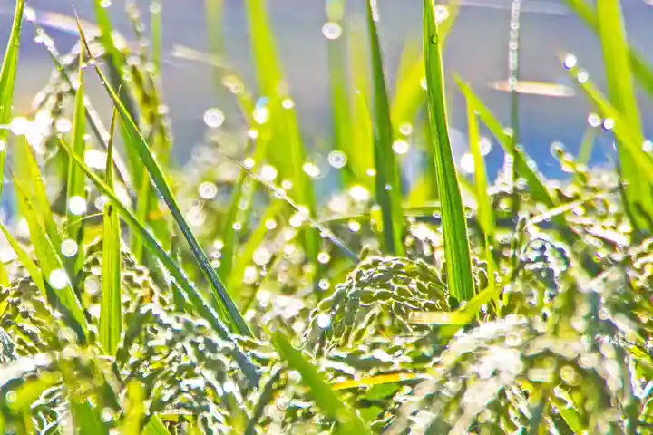 金蛇水神社(宮城県)
