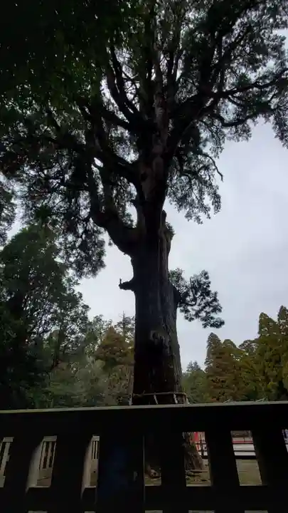霧島神宮の自然
