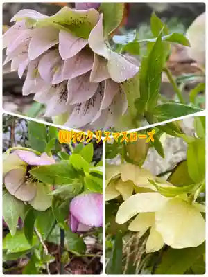 岡部春日神社～👹鬼門よけの🌺花咲く🌺やしろ～(福島県)