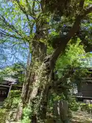 奥澤神社の自然