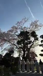 光明寺(静岡県)(2025年04月09日(水) 21時24分16秒投稿)