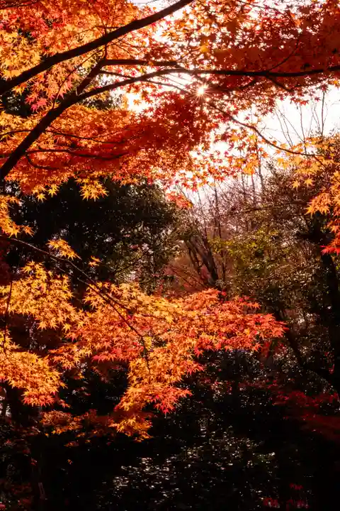賀茂別雷神社(上賀茂神社)(京都府)