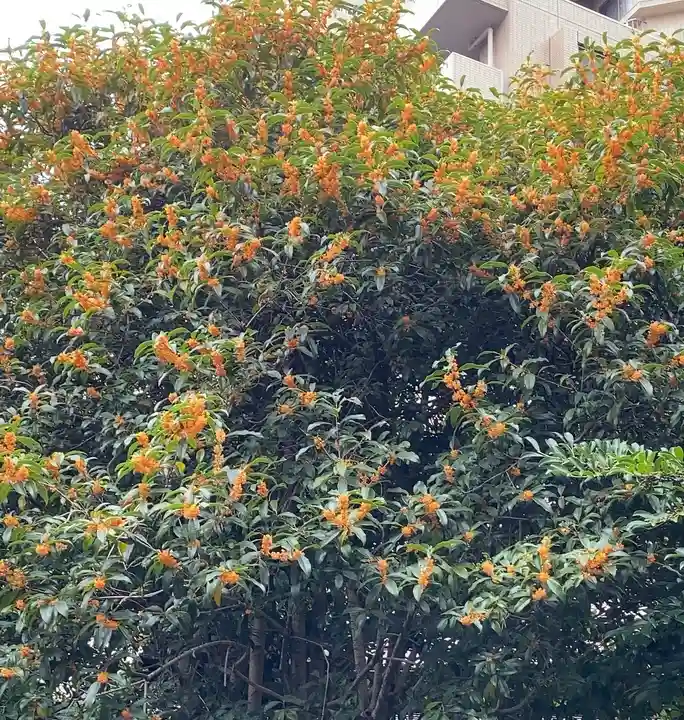 大綱金刀比羅神社の自然