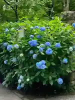 明月院(神奈川県)